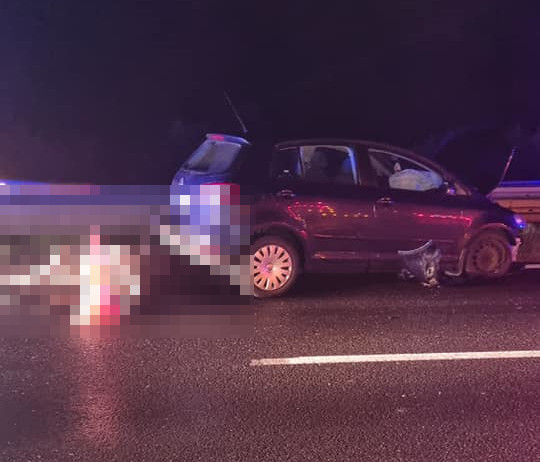 Auto potrąciło łosia w Rzgowie