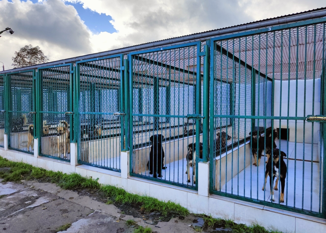 PSIEprowadzki, czyli akcja adopcyjna w bełchatowskim schronisku