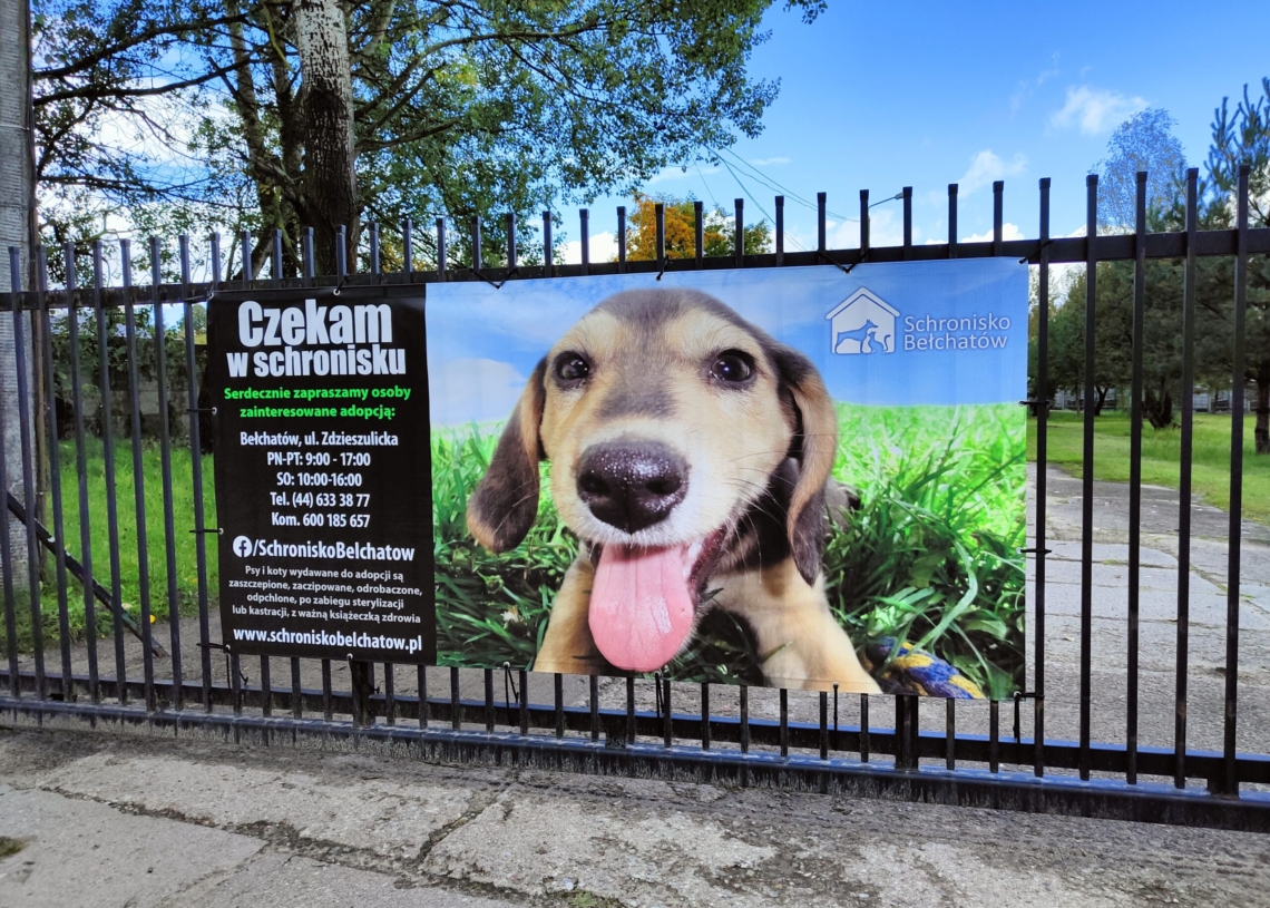 Akcja adopcyjna PSIEprowadzki w najbliższą sobotę