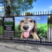 PSIEprowadzki, czyli akcja adopcyjna w bełchatowskim schronisku 8 Akcja adopcyjna PSIEprowadzki w najbliższą sobotę