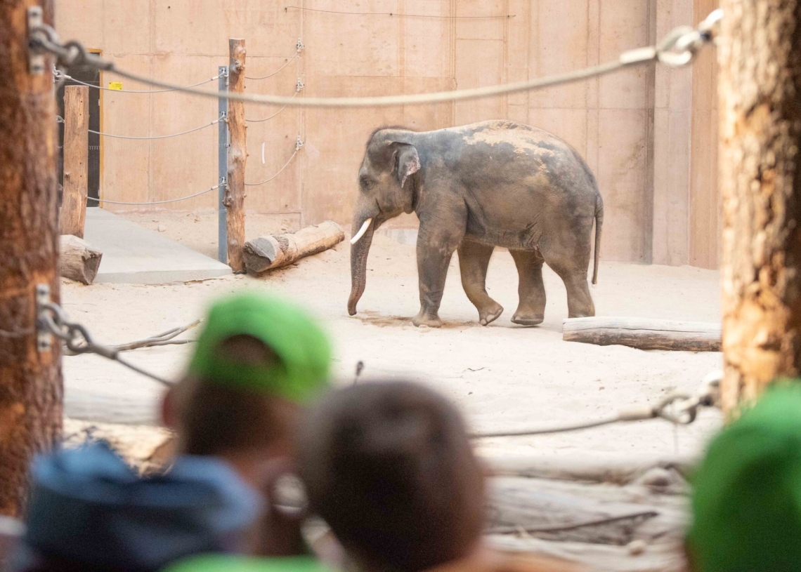 Nowy słoń w łódzkim zoo