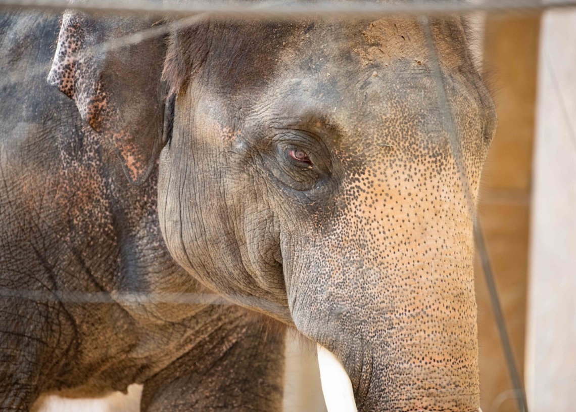 Nowy słoń w łódzkim zoo