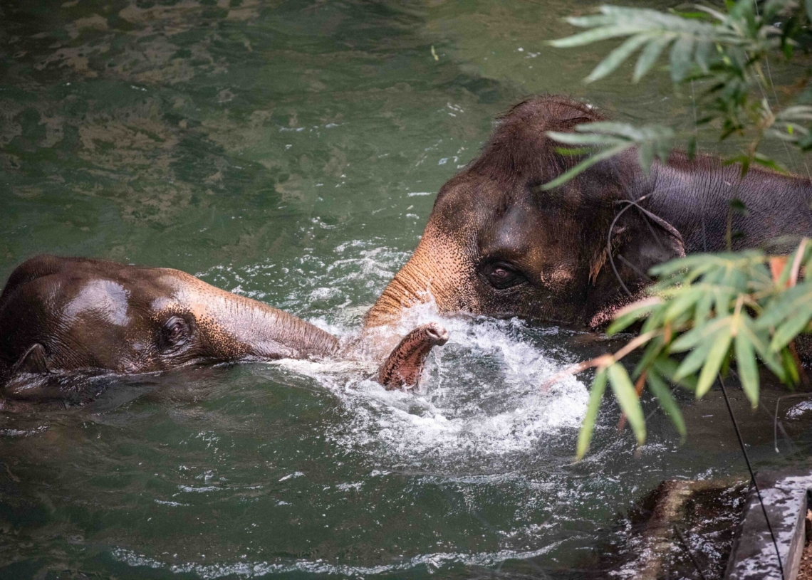 Nowy słoń w łódzkim zoo
