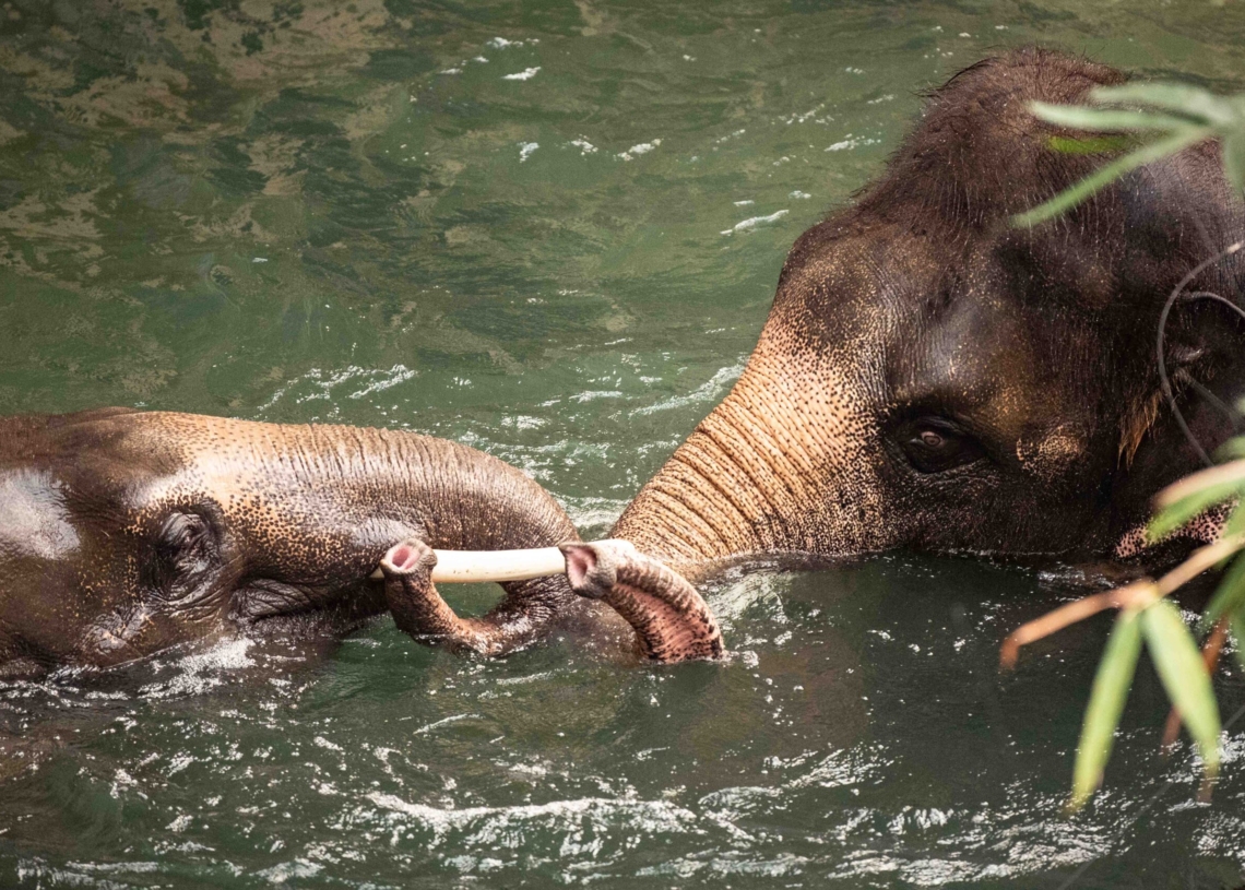 Nowy słoń w łódzkim zoo