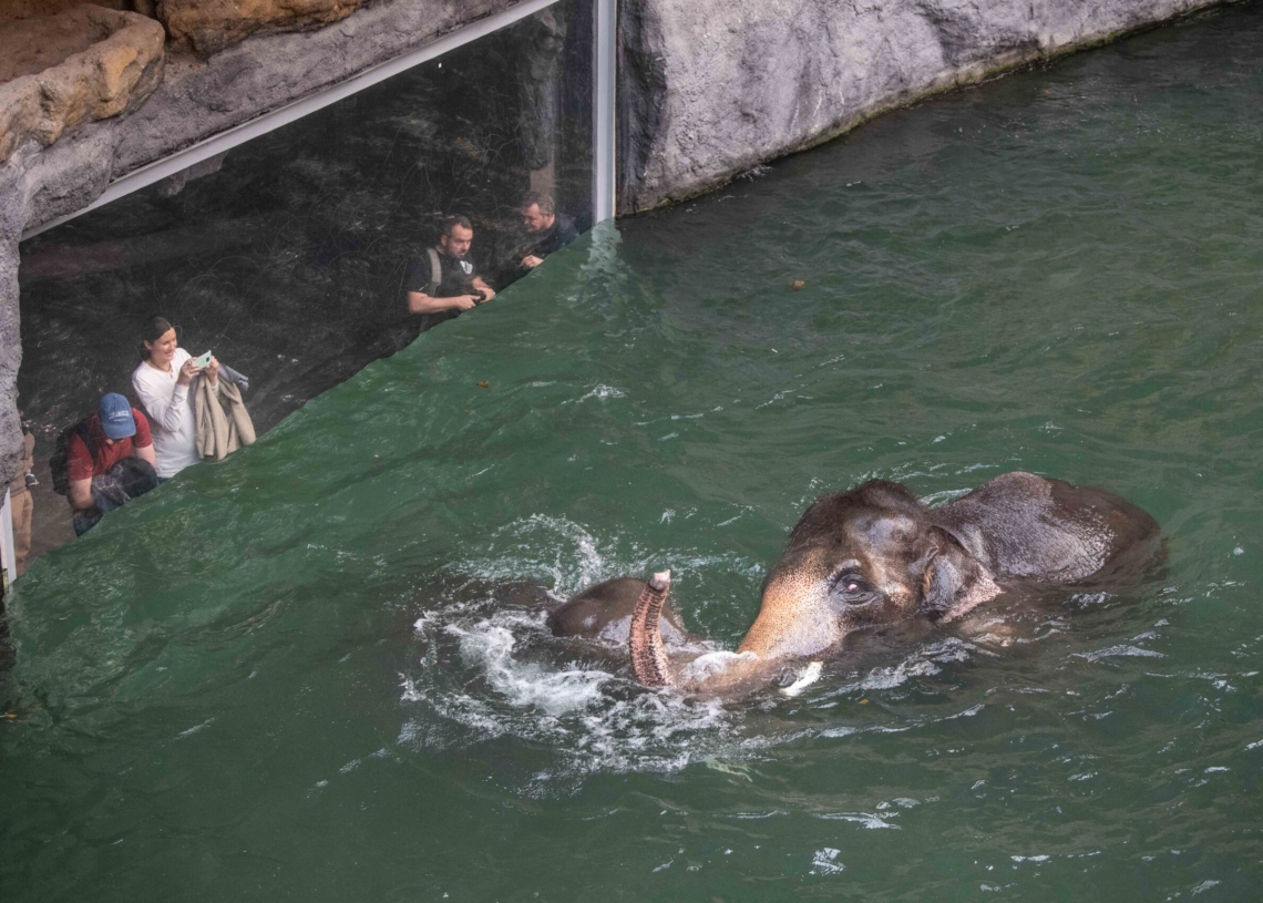 Nowy słoń w łódzkim zoo