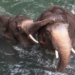 W tym roku w łódzkim ZOO przyszło na świat 21 zwierząt. Z kolei na wiosnę do Orientarium przyjedzie 4 słoń 8 łódzkim zoo