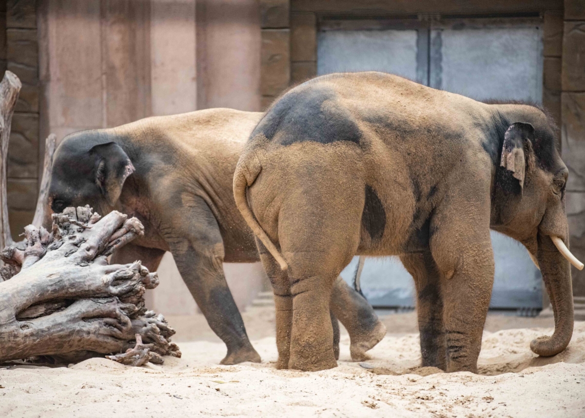 Nowy słoń w łódzkim zoo