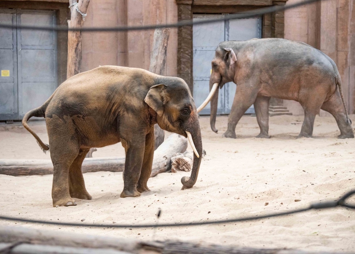 Nowy słoń w łódzkim zoo
