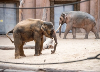 Nowy słoń w łódzkim zoo