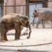 Nowy słoń w łódzkim zoo