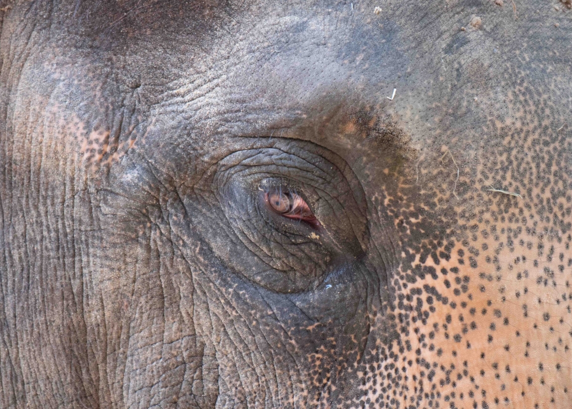 Nowy słoń w łódzkim zoo