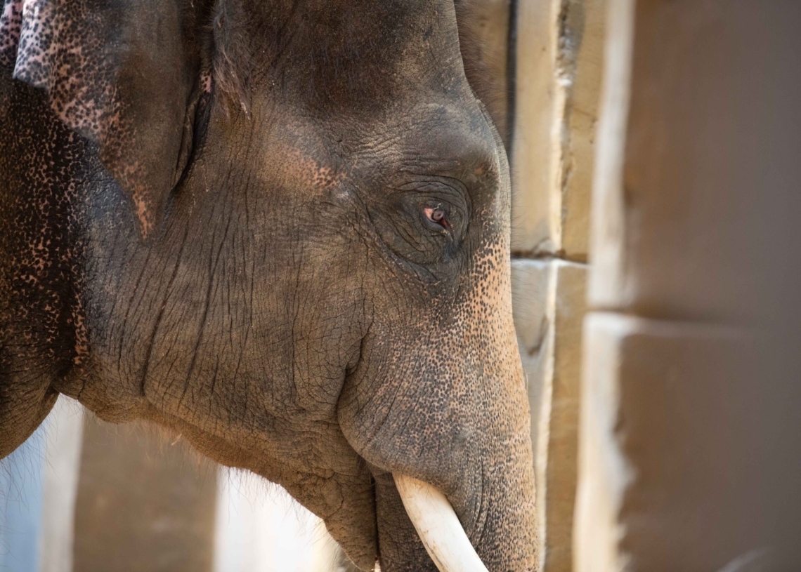 Nowy słoń w łódzkim zoo