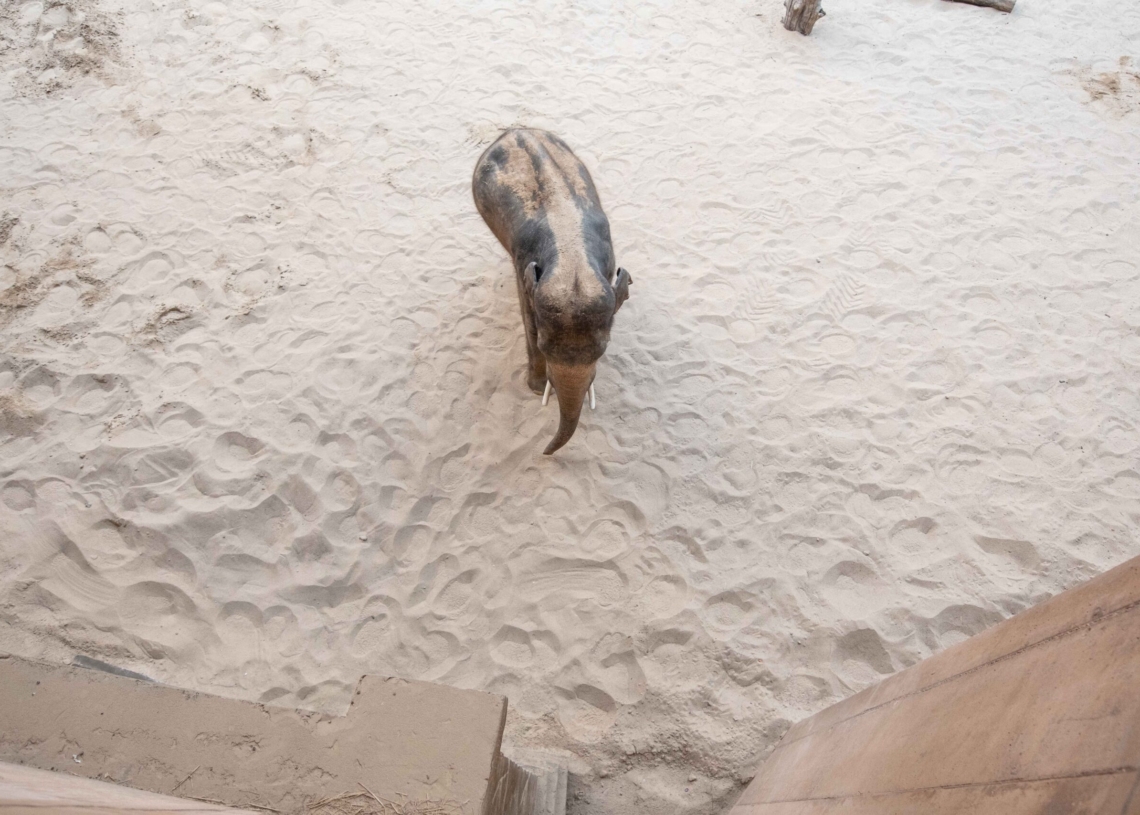 Nowy słoń w łódzkim zoo