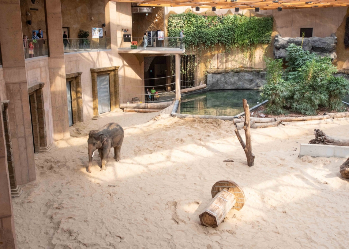 Nowy słoń w łódzkim zoo