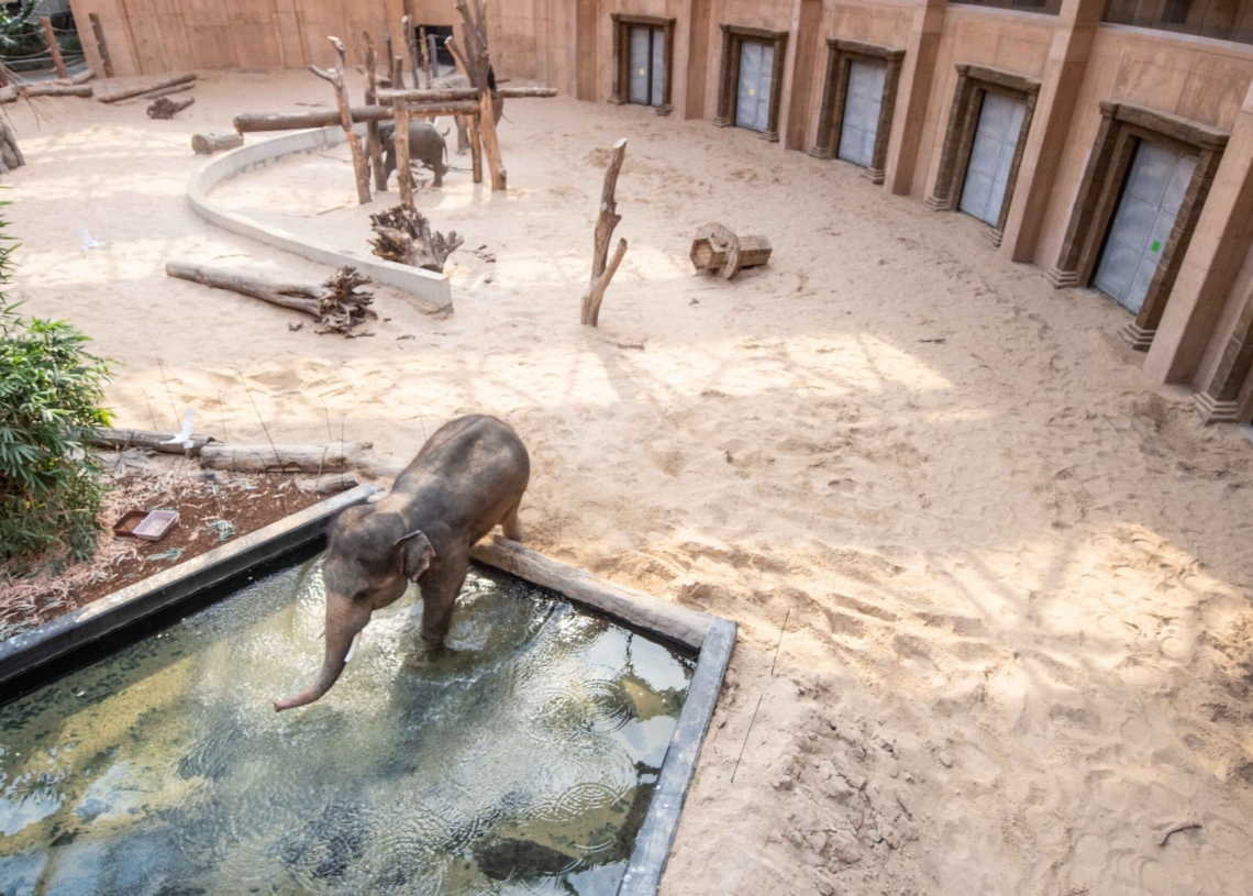 Nowy słoń w łódzkim zoo