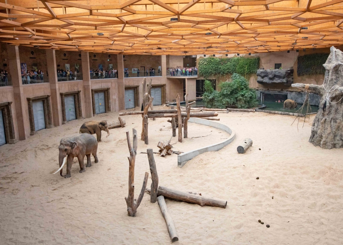 Nowy słoń w łódzkim zoo