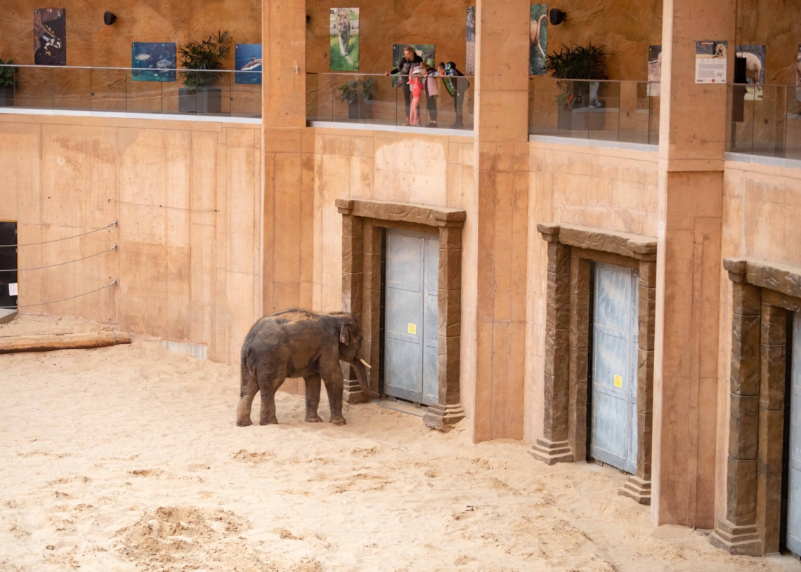 Nowy słoń w łódzkim zoo