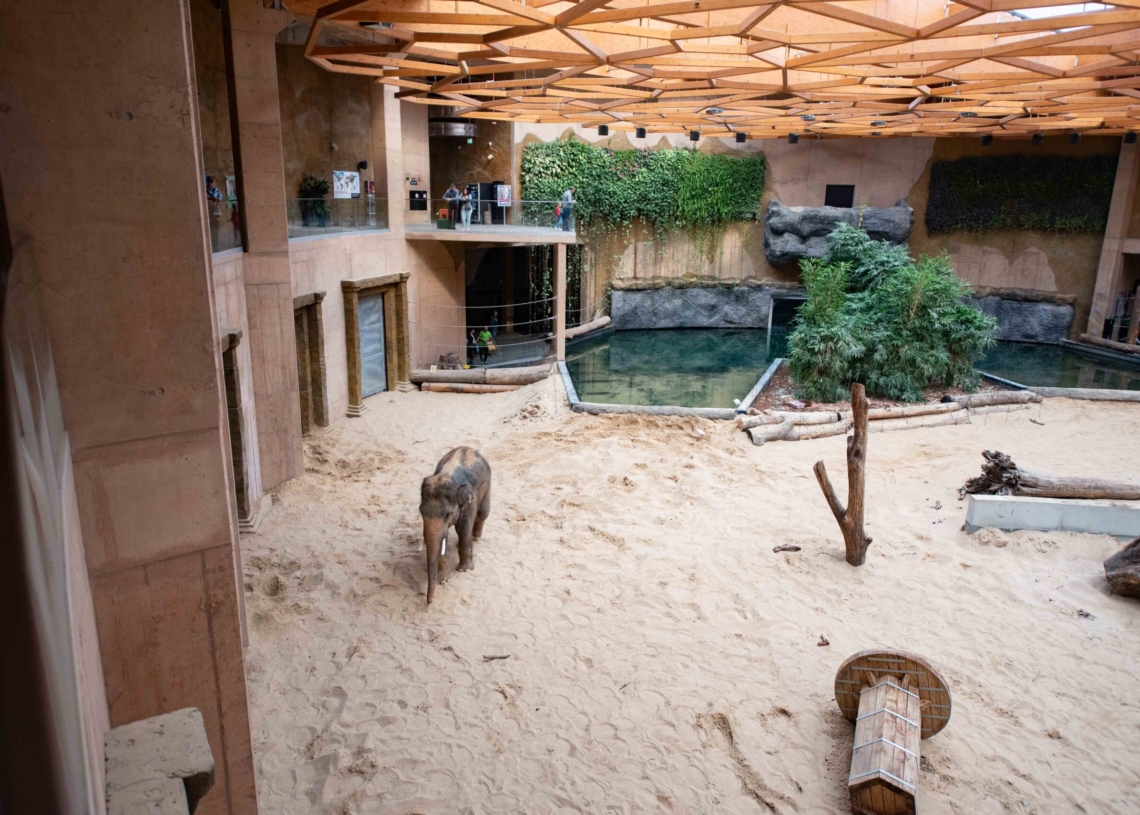 Nowy słoń w łódzkim zoo