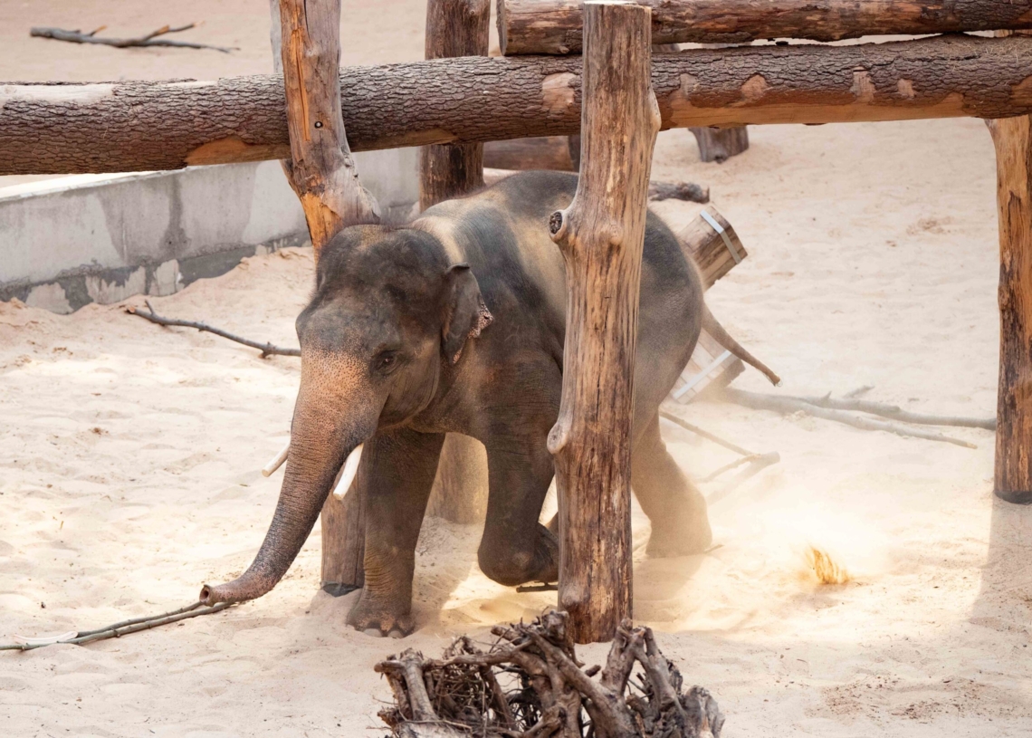 Nowy słoń w łódzkim zoo