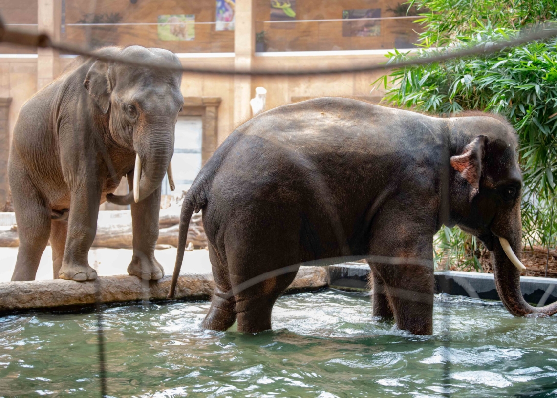 Nowy słoń w łódzkim zoo