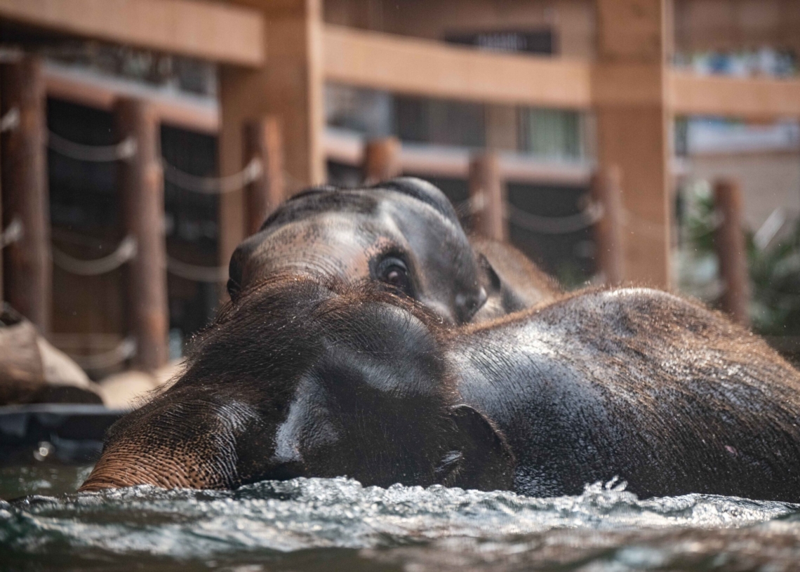 Nowy słoń w łódzkim zoo