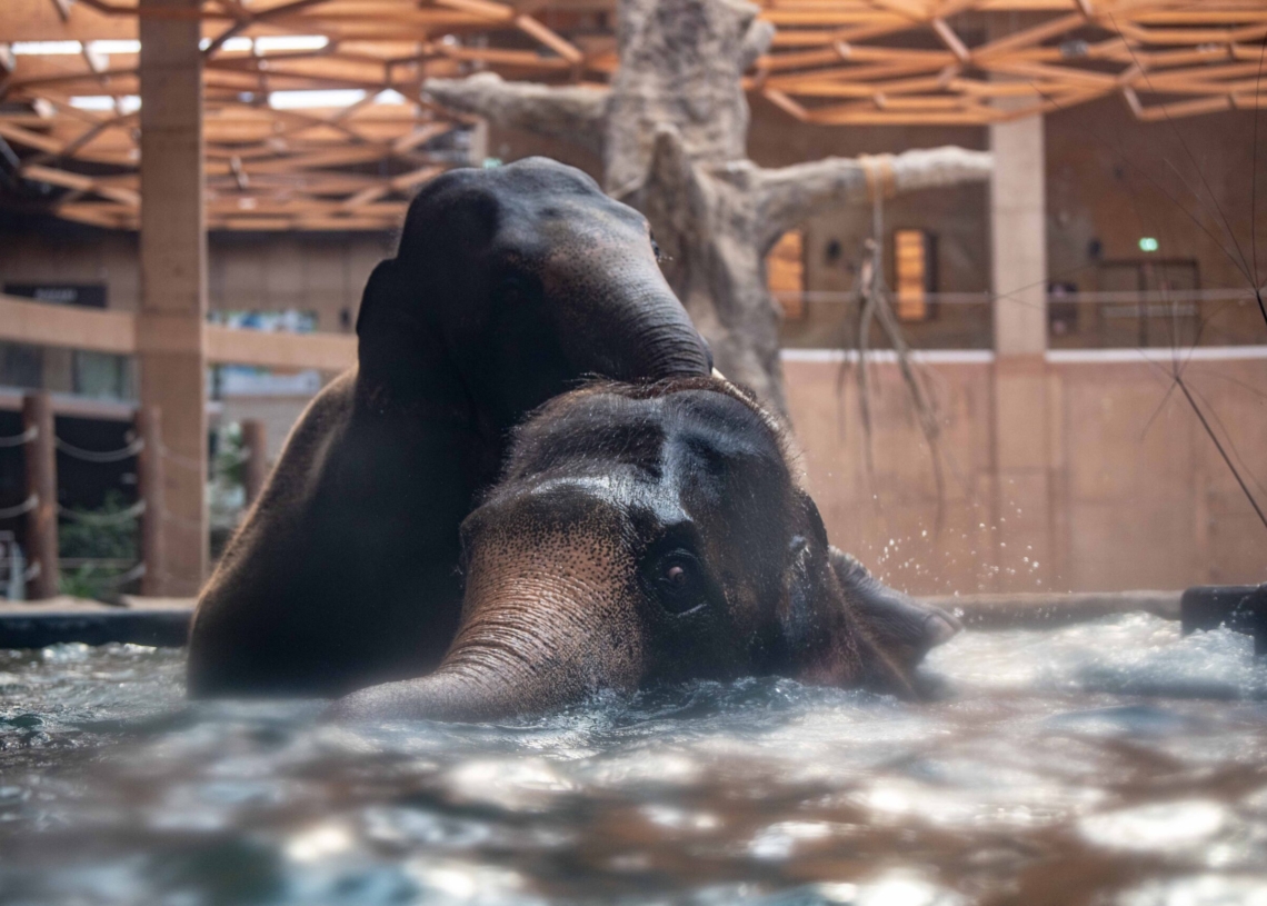 Nowy słoń w łódzkim ZOO