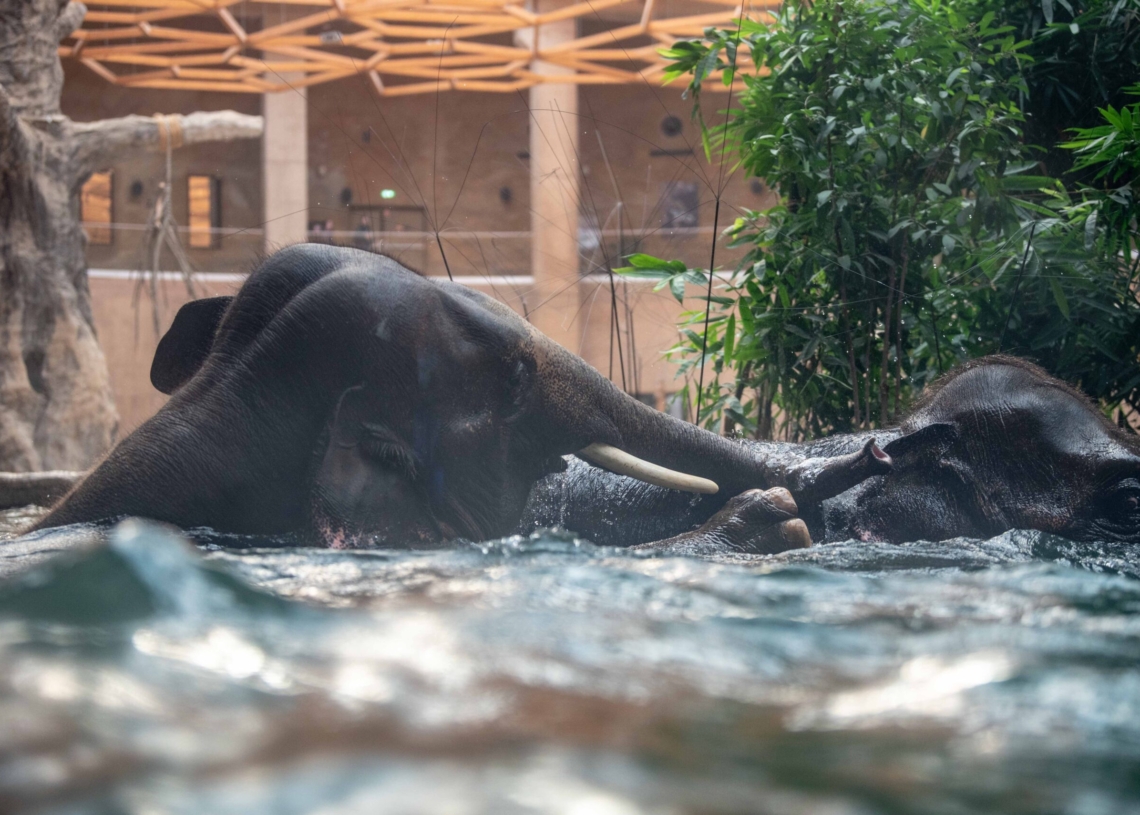 Nowy słoń w łódzkim ZOO