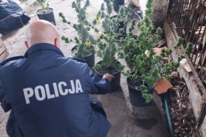 Plantacja marihuany w gminie Witonia. Zabezpieczono 92 krzaki konopi indyjskich 1 Plantacja marihuany w gminie Witonia