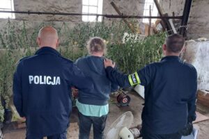 Plantacja marihuany w gminie Witonia. Zabezpieczono 92 krzaki konopi indyjskich 2 Plantacja marihuany w gminie Witonia. Zatrzymano 47-latka