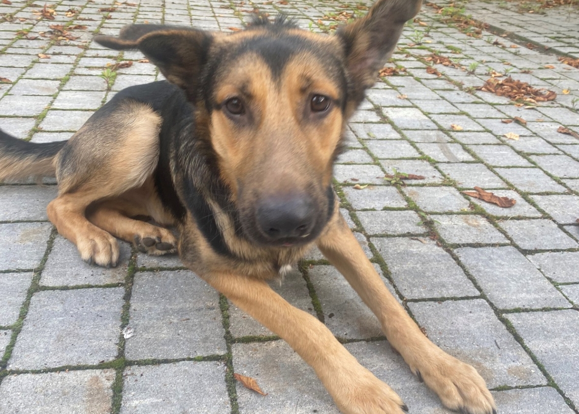 Porzucony pies uratowany przez policjantkę w Łodzi 1 Porzucony pies