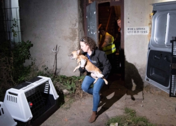 Interwencja dziesiatki psow w mieszkaniu przy ul Krzywej.2 scaled