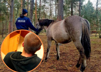 Ukradł konia i chciał go zabić siekierą
