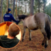 Ukradł konia i chciał go zabić siekierą. 21-letni recydywista z zarzutami 5 Ukradł konia i chciał go zabić siekierą
