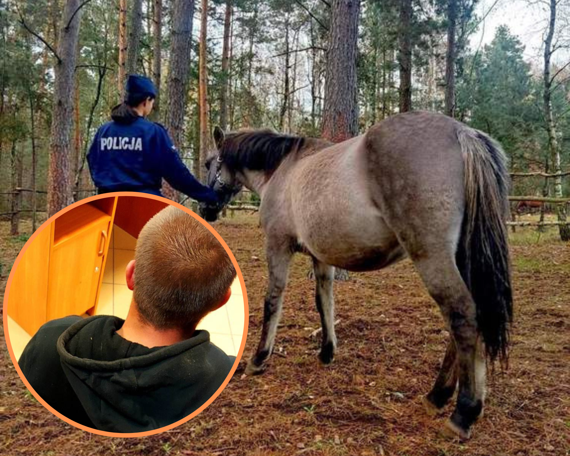 Ukradł konia i chciał go zabić siekierą