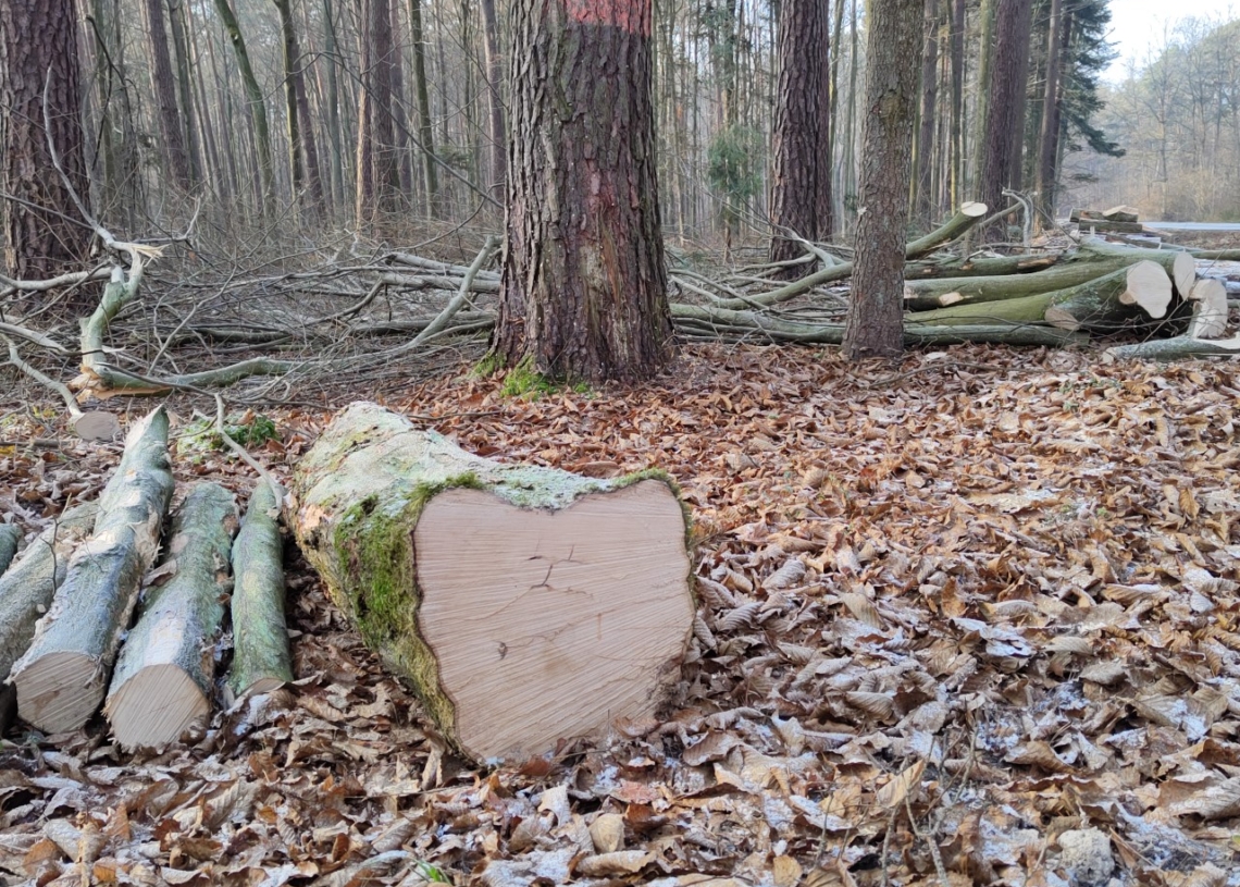 Złodzieje w lasach. Brakuje węgla, rośnie zainteresowanie drewnem? 1 Złodzieje w lasach