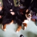 W dogoterapii wzięło w tym roku udział ponad 1200 osób 6 Dogoterapii
