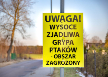 Dwa ogniska ptasiej grypy w gminie Wróblew. Lekarze weterynarii prowadzą kontrole gospodarstw w powiecie sieradzkim 1 Kontrole gospodarstw ze względu na ogniska ptasiej grypy w gminie Wróblew