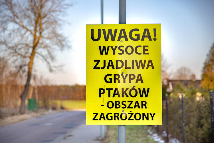 Ptasia grypa w gminie Błaszki 1 Kontrole gospodarstw ze względu na ogniska ptasiej grypy w gminie Wróblew