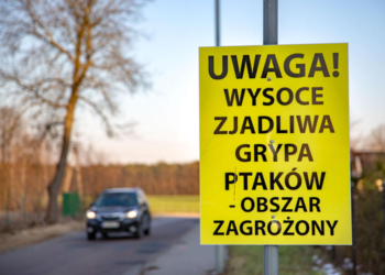 Ptasia grypa