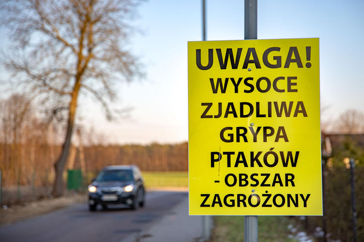 Ogniska ptasiej grypy w powiecie sieradzkim opanowane 1 Ptasia grypa