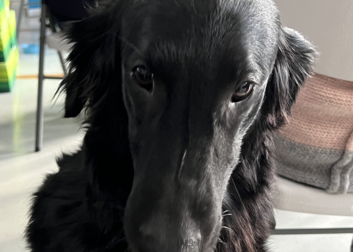 Dogoterapii