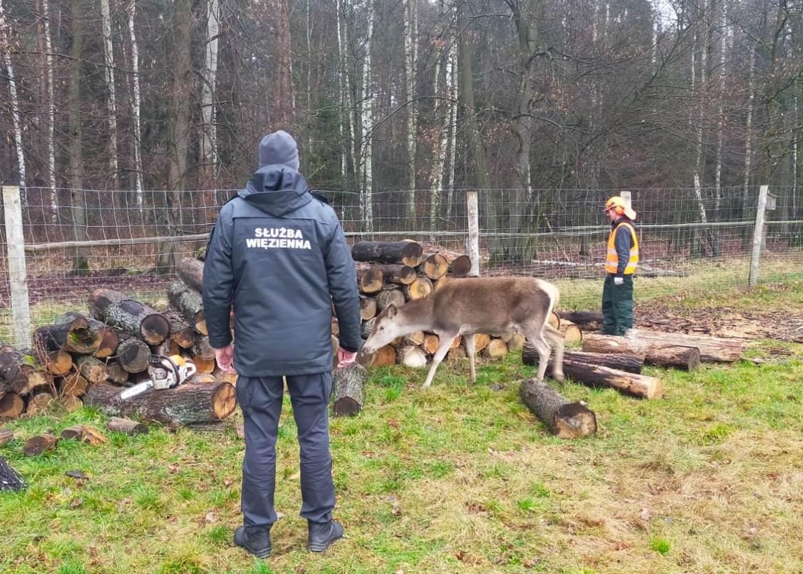 Osadzeni z aresztu w Piotrkowie pomagają w Leśnym Ośrodku Edukacji i Rehabilitacji Zwierząt