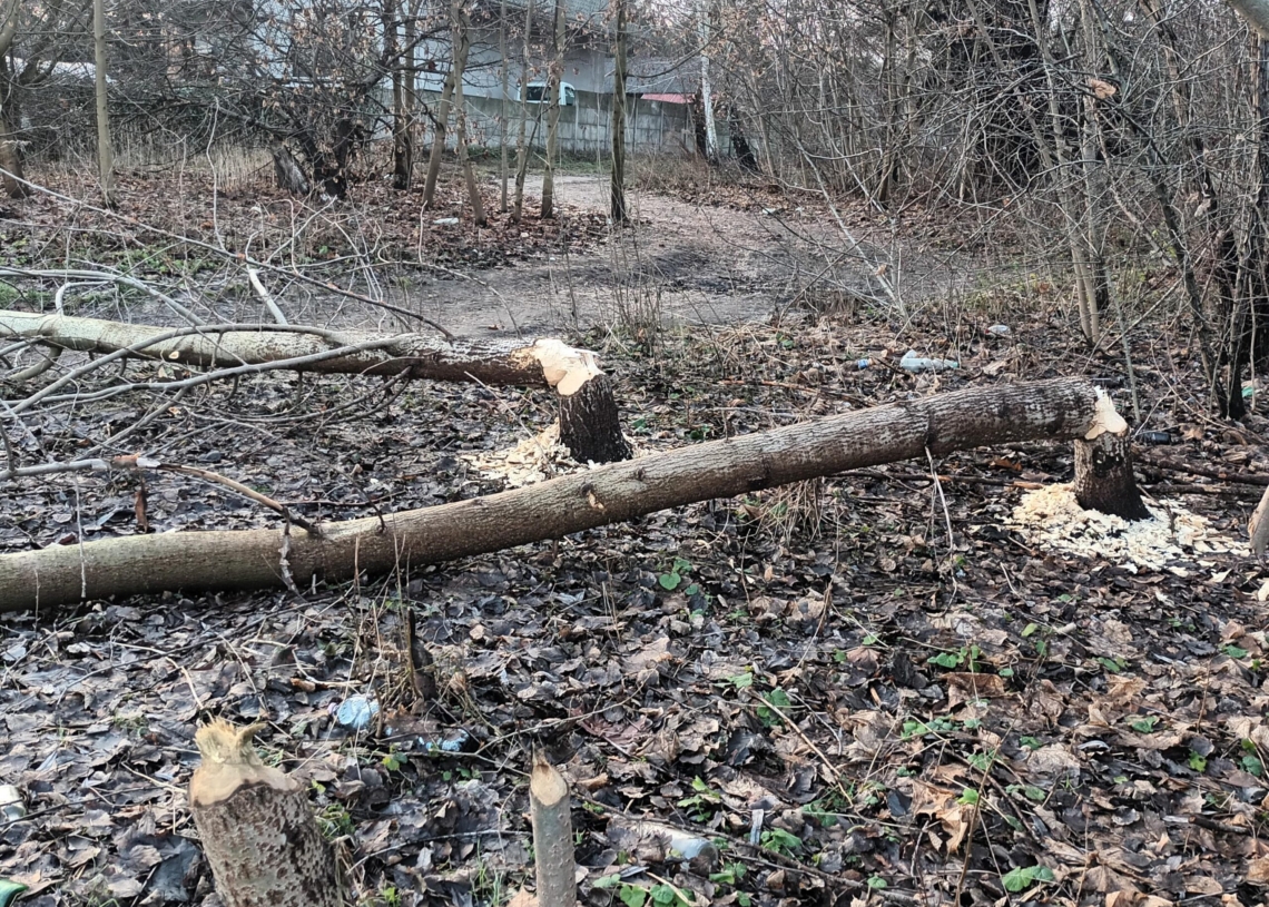 Bobry sieją spustoszenie nad skierniewickim zalewem