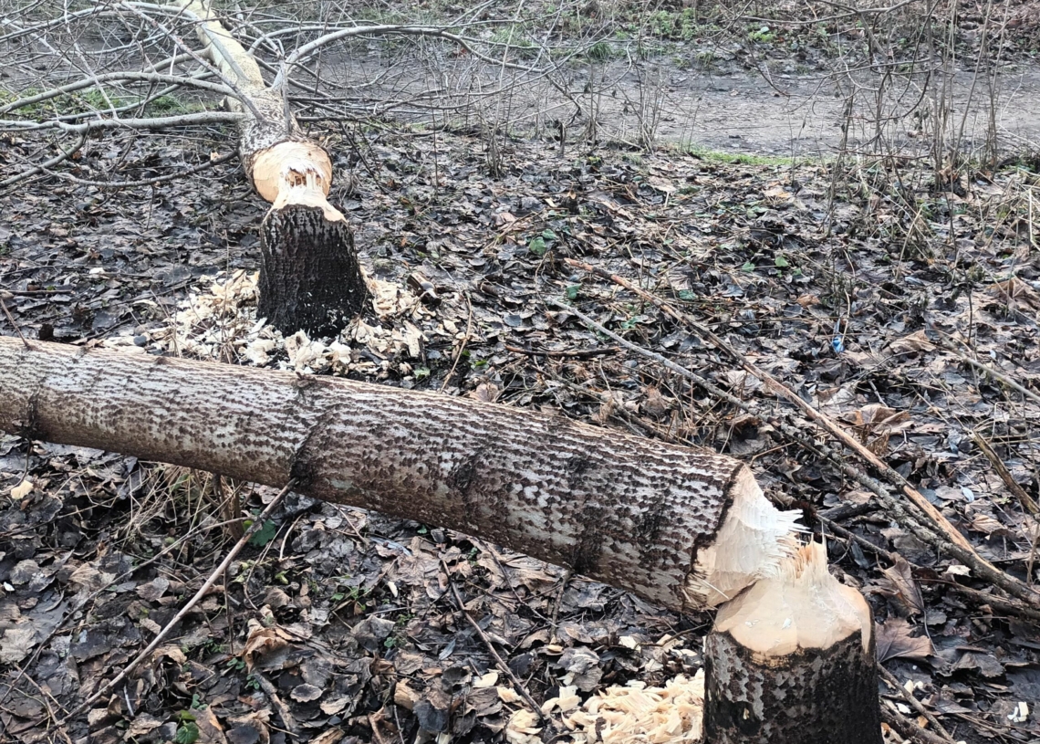 Bobry sieją spustoszenie nad skierniewickim zalewem