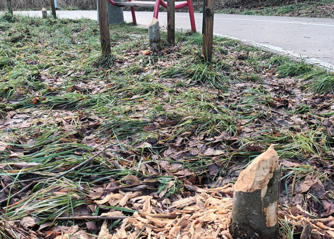 Bobry sieją spustoszenie nad skierniewickim zalewem