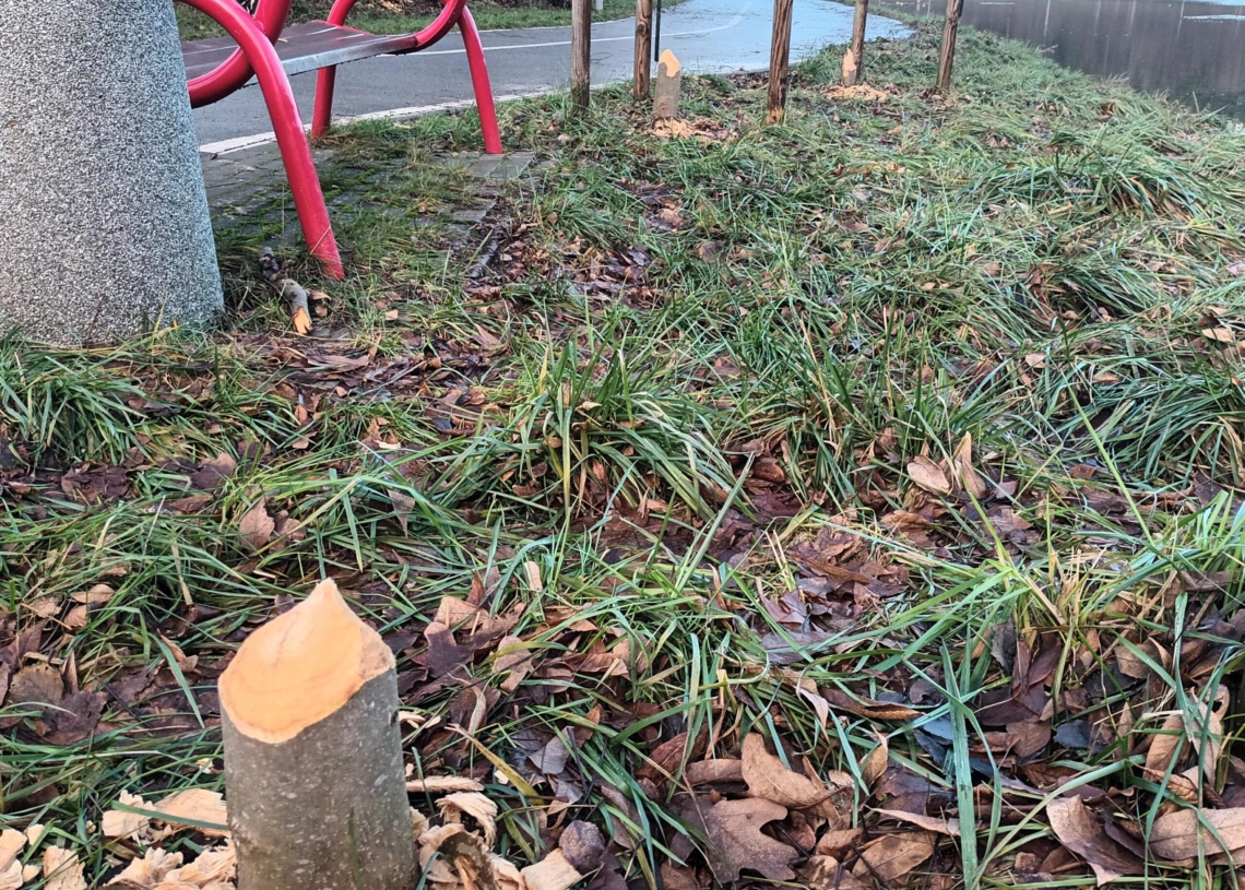 Bobry sieją spustoszenie nad skierniewickim zalewem
