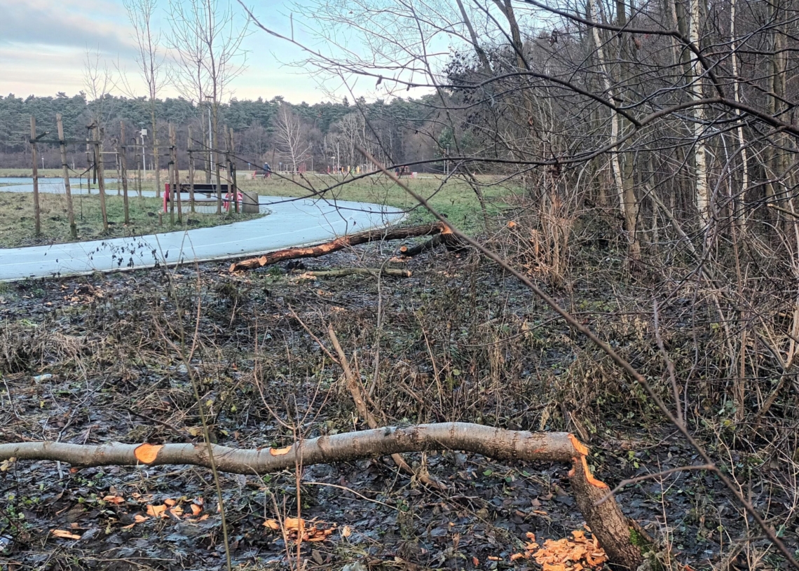 Bobry sieją spustoszenie nad skierniewickim zalewem