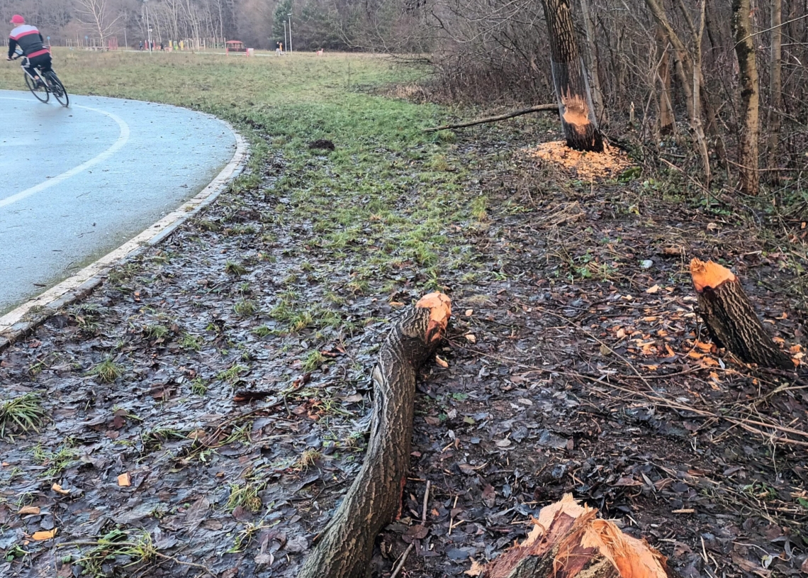 Bobry sieją spustoszenie nad skierniewickim zalewem