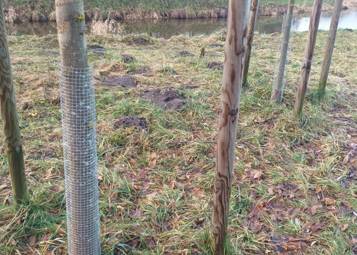 Bobry sieją spustoszenie nad skierniewickim zalewem