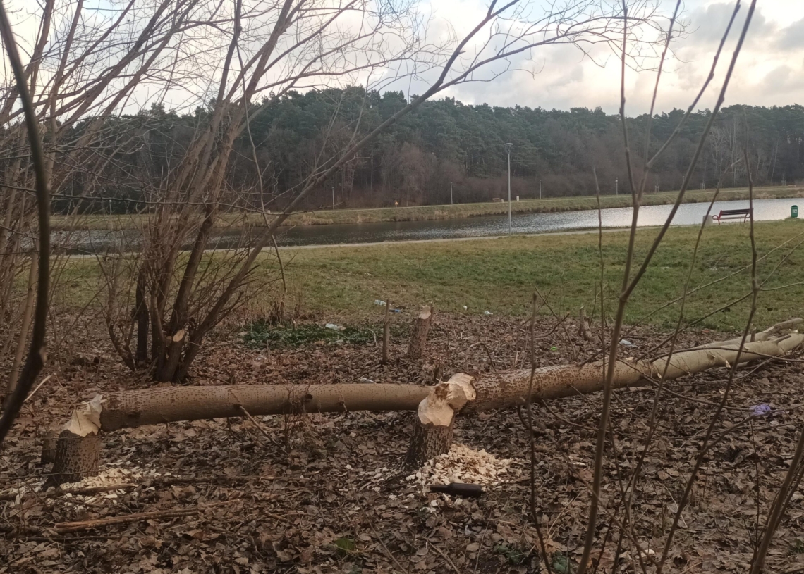 Bobry sieją spustoszenie nad skierniewickim zalewem